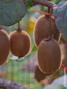 kiwi-autofertile-herma.jpg