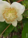 kiwi-autofertile-herma1.jpg
