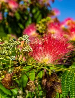 albizia-julibrissin-rouge-de-tuiliere.jpg