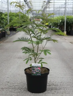 albizia-julibrissin-rouge-de-tuiliere1.jpg