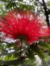 albizia-julibrissin-rouge-de-tuiliere2.jpg