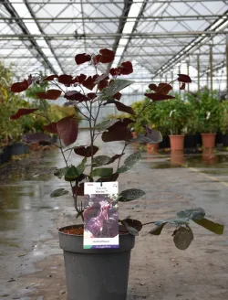 cercis-canadensis-merlot-1.jpg