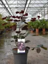 cercis-canadensis-merlot-1.jpg
