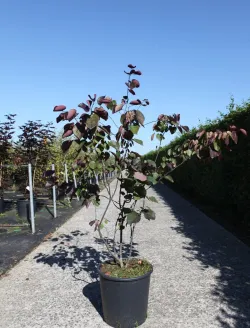 cercis-canadensis-merlot-4.jpg