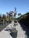 cercis-canadensis-merlot-4.jpg