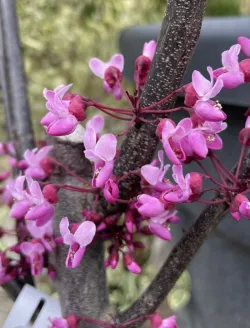 cercis-canadensis-merlot-2.jpg