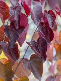 cercis-canadensis-merlot.jpg
