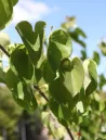 cercis-canadensis-pink-pom-poms-1.jpg