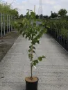 cercis-canadensis-pink-pom-poms-2.jpg