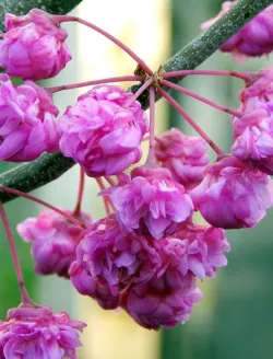 cercis-canadensis-pink-pom-poms.jpg