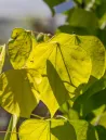 cercis-canadensis-the-rising-sun-1.jpg