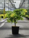 cercis-canadensis-the-rising-sun-3.jpg