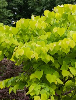 cercis-canadensis-the-rising-sun-2.jpg