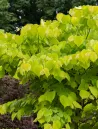 cercis-canadensis-the-rising-sun-2.jpg