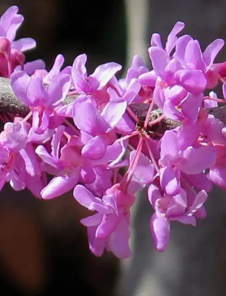 cercis-canadensis-the-rising-sun.jpg