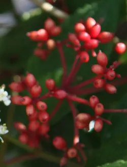 viburnum-plicatum-pinkawai-1.jpg