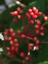 viburnum-plicatum-pinkawai-1.jpg