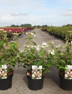 viburnum-plicatum-pinkawai-3.jpg