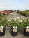 viburnum-plicatum-pinkawai-3.jpg