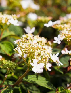 viburnum-plicatum-pinkawai-2.jpg