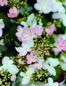 viburnum-plicatum-pinkawai.jpg
