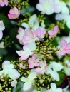 viburnum-plicatum-pinkawai.jpg