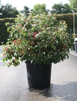 viburnum-plicatum-pinkawai-5.jpg