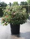 viburnum-plicatum-pinkawai-5.jpg