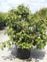 viburnum-plicatum-pinkimono-4.jpg