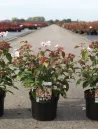 viburnum-plicatum-pinkimono-1.jpg