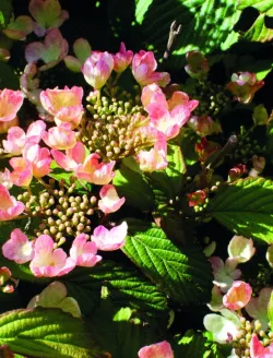 viburnum-plicatum-pinkimono.jpg