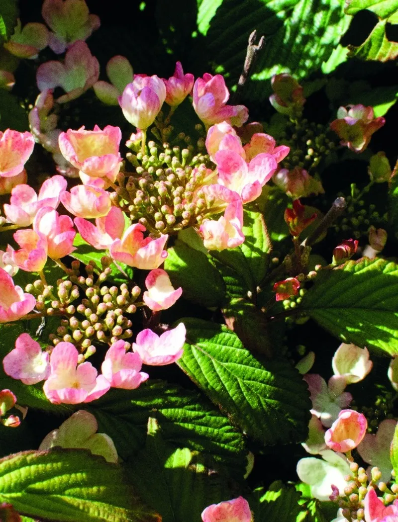 viburnum-plicatum-pinkimono.jpg