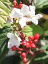viburnum-plicatum-pinkimono-2.jpg
