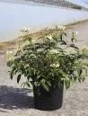 viburnum-plicatum-shirogami-3.jpg