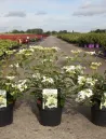 viburnum-plicatum-shirogami-1.jpg