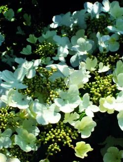 viburnum-plicatum-shirogami-4.jpg