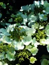 viburnum-plicatum-shirogami-4.jpg