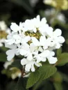 viburnum-plicatum-shirogami-2.jpg