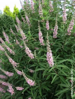 vitex-agnus-castus-galactic-pink-gattilier.jpg