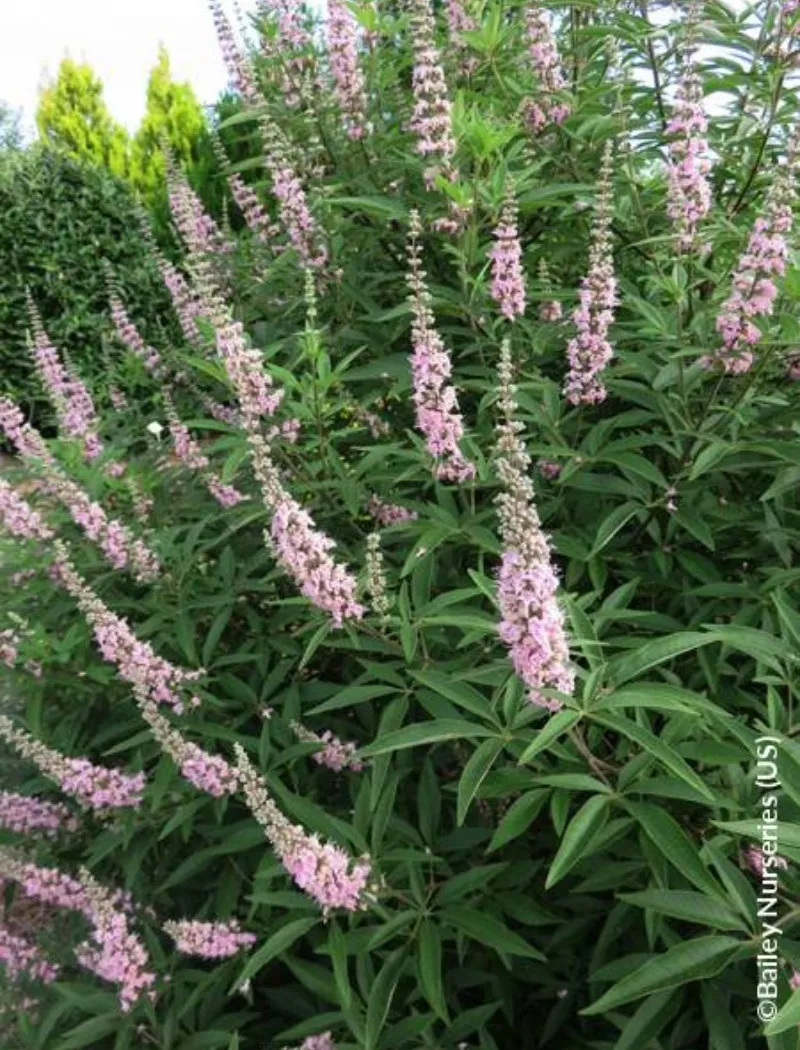 vitex-agnus-castus-galactic-pink-gattilier.jpg