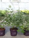 vitex-agnus-castus-galactic-pink-gattilier-1.jpg
