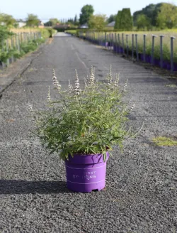 vitex-agnus-castus-galactic-pink-gattilier-3.jpg