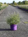 vitex-agnus-castus-galactic-pink-gattilier-3.jpg