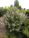 vitex-agnus-castus-galactic-pink-gattilier-2.jpg