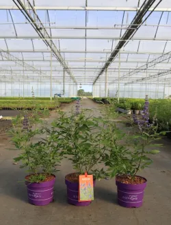 vitex-agnus-castus-queen-bee-gattilier-1.jpg