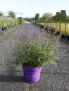 vitex-agnus-castus-queen-bee-gattilier-3.jpg