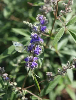 vitex-agnus-castus-queen-bee-gattilier-2.jpg