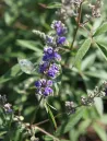 vitex-agnus-castus-queen-bee-gattilier-2.jpg