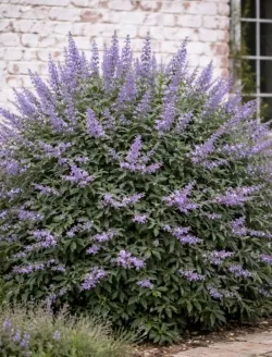 vitex-agnus-castus-queen-bee-gattilier.jpg