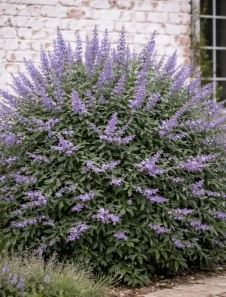 vitex-agnus-castus-queen-bee-gattilier.jpg